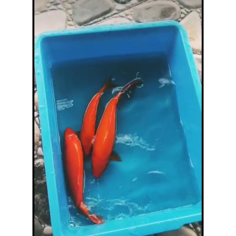 Bibit ikan mas merah