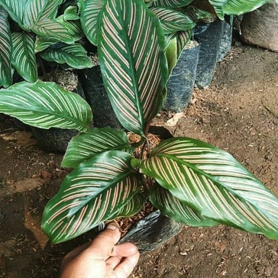 Tanaman hias calathea ornata - pohon calathea ornata - spesimen ornata