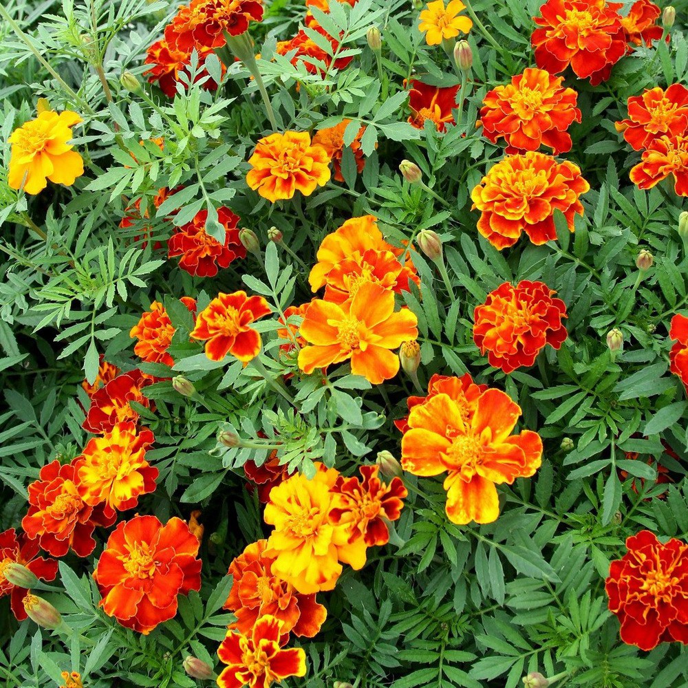 PlantaSeed - 50 Seeds - Marigold Petite Mixture Biji Bunga - PAS0204