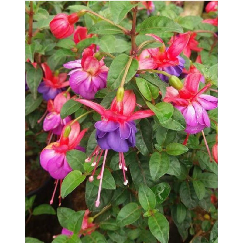 tanaman gantung lonceng cina/anting india/fuchsia