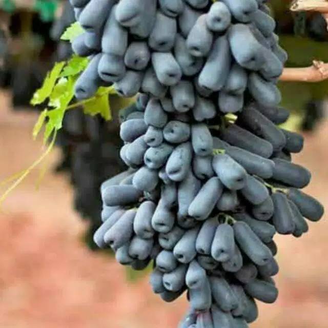 anggur import moondrop