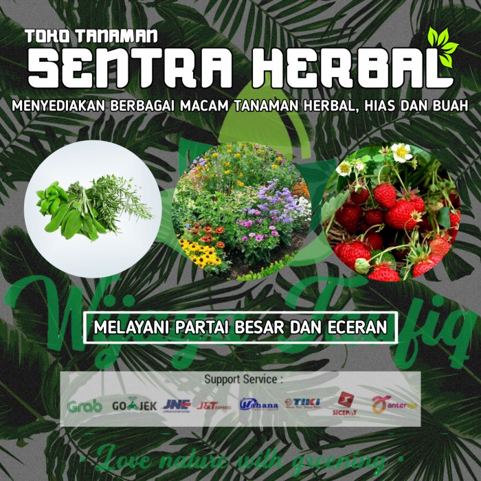 CODE ID BIBIT POHON PEPAYA CALIFORNIA - BUAH PEPAYA CALIFORNIA/KUALITAS PETANI 