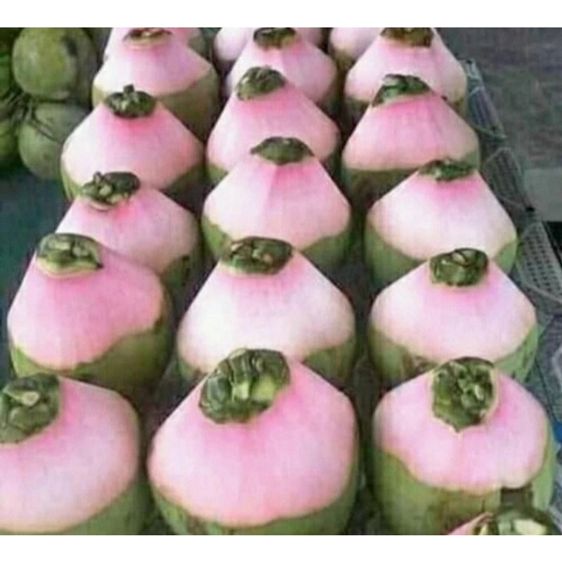 

Degan ijo-degan-obat