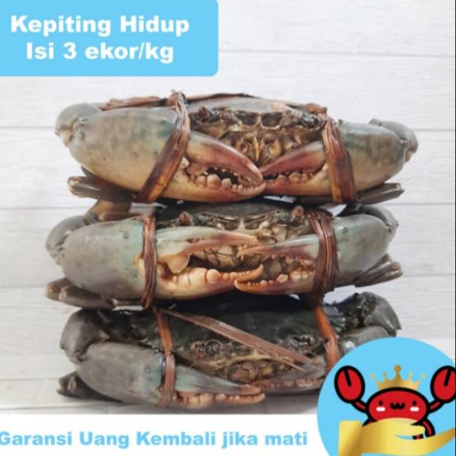 

kepiting hidup segar 1 kg isi