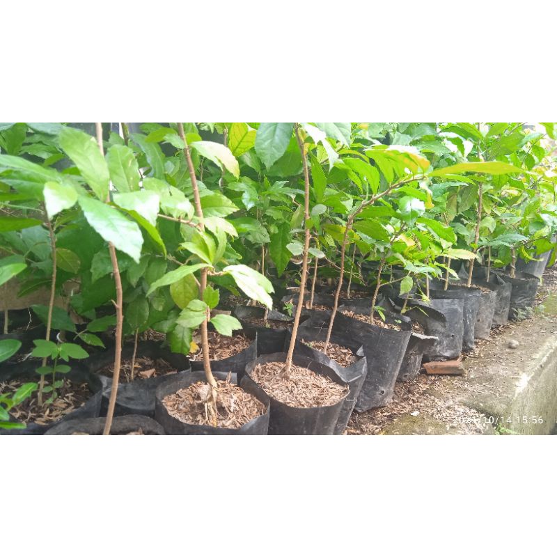 Bibit Bahan Bonsai Serut Dari Semai Biji