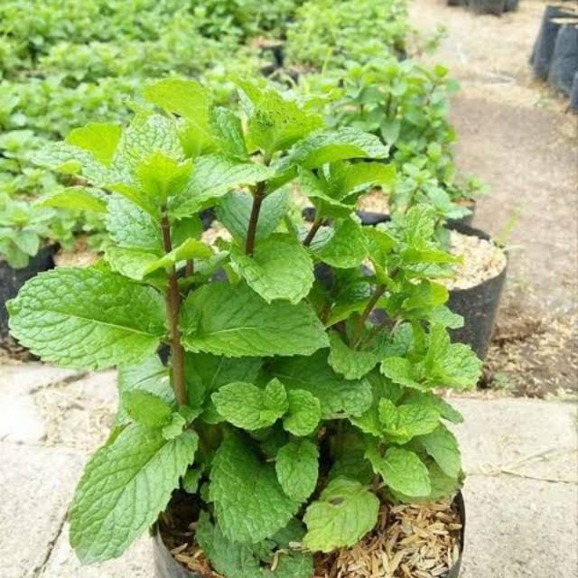 

Herbal daun mint