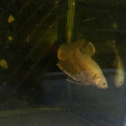 Ikan Cupang Super gold | male plakat gold | ikan Cupang hias