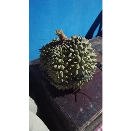 

Durian Manis