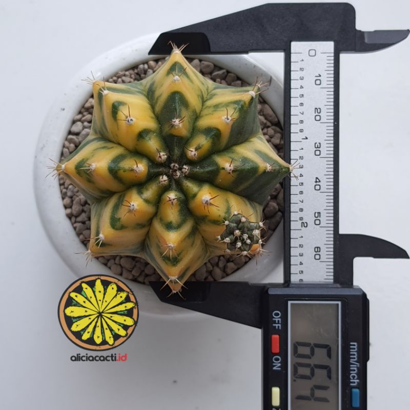 Kaktus ownroot gymnocalycium miha variegata