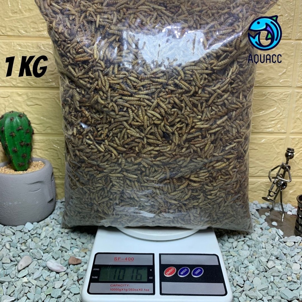 MAGGOT KERING BSF PREMIUM 1 KG  Quality Magot Dry Maggot Pakan Ikan Terbaik Tidak Berminyak Kualitas