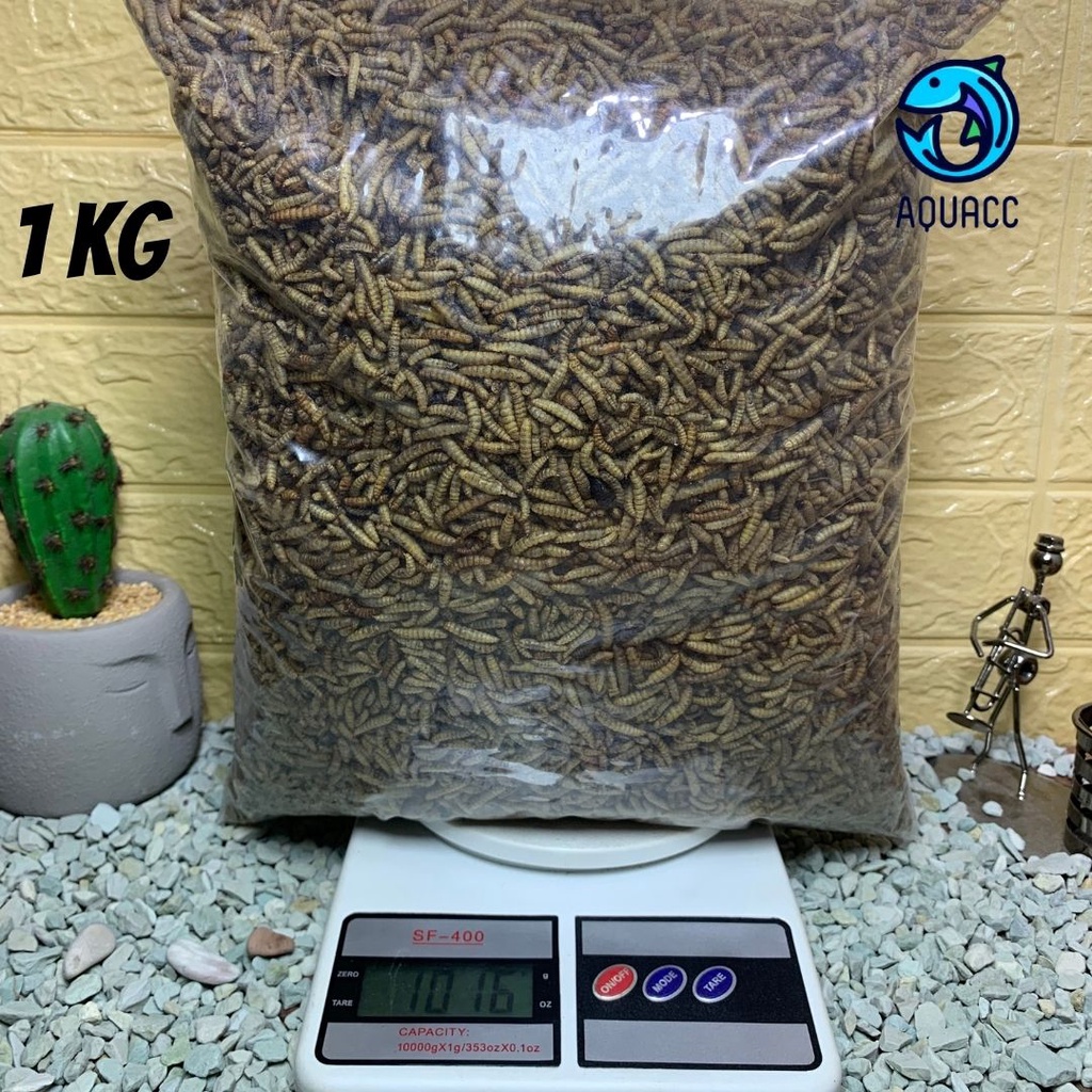 Jual Maggot BSF Kering Magot Dry Maggot Pakan Ikan Terbaik Tidak Berminyak Kualitas Terbaik Kg