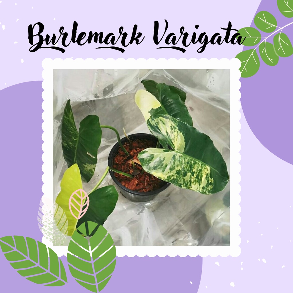 Burlemarx Varigata Tanaman Hias Philodendron Burlemarx Varigata Daun Hijau Kuning Cantik