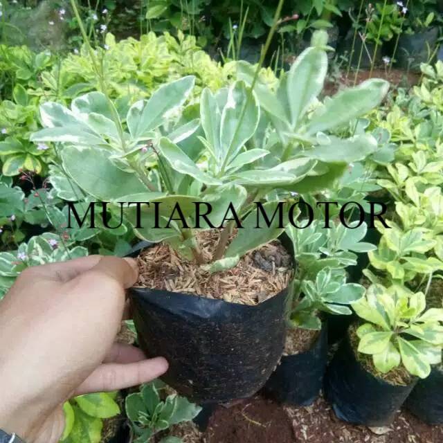 Tanaman hias ginseng variegata - ginseng variegata - ginseng Korea - ginseng - pohon ginseng