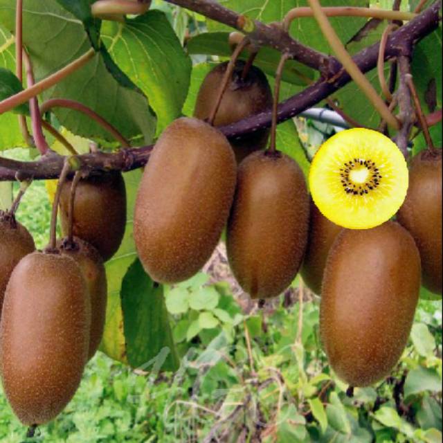 Bibit buah kiwi gold new zaeland