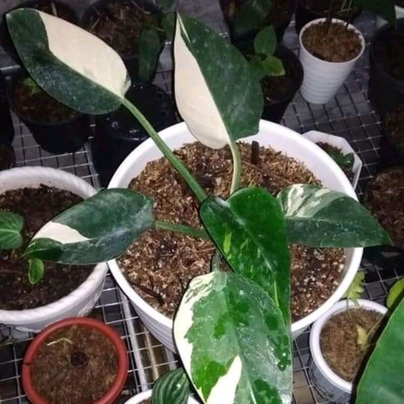 Bibit Bonggol Philodendron Green congo Varigata