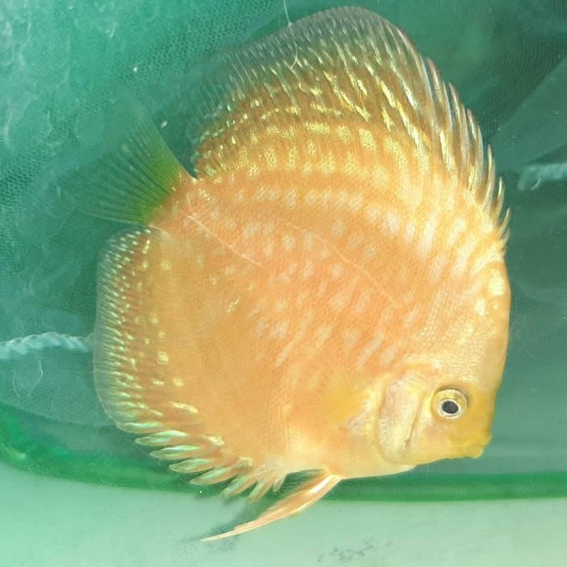 yellow pigeon Discus size 2inch