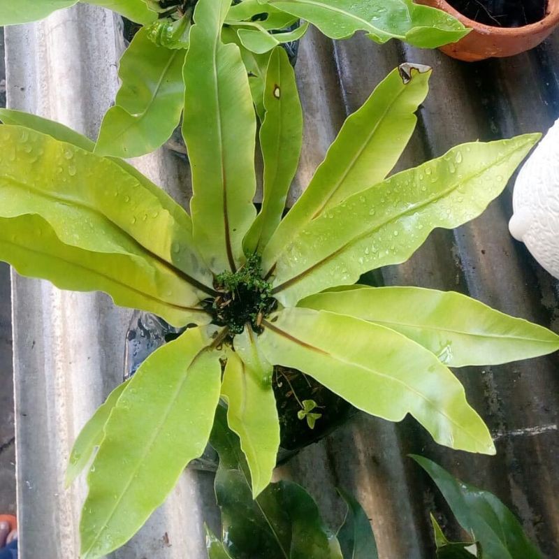 Kadaka Pakis Sarang Burung / Kadaka Sarang Burung