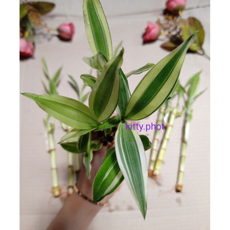 ID BAMBU HOKI / (MINIMAL ORDER 5 PCS) BAMBU HOKI - BAMBU AIR - BAMBU HIAS