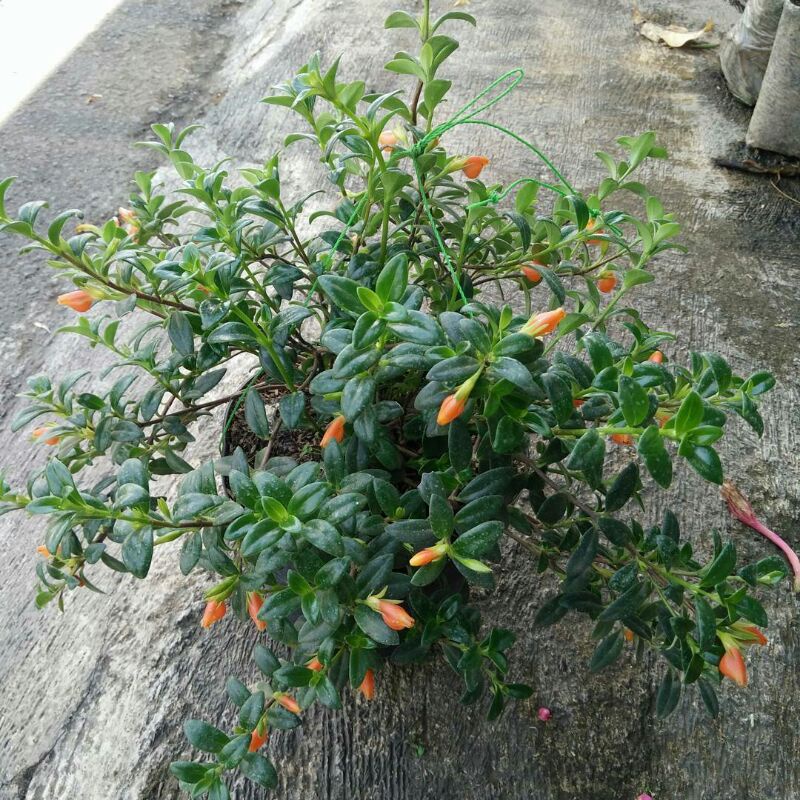 tanaman gantung lipstik orange dikirim sudah berbunga