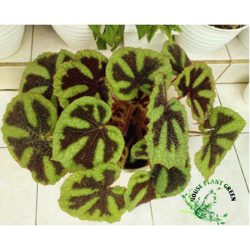 tanaman hias begonia tapak macan