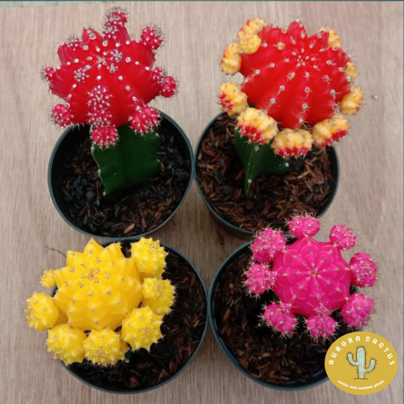 KAKTUS SKULEN gymno import size besar