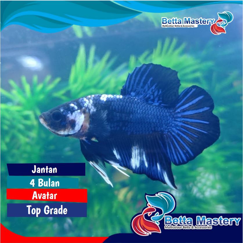Ikan Hias Cupang Avatar Top Grade Bahanan Betta Fish Terlaris