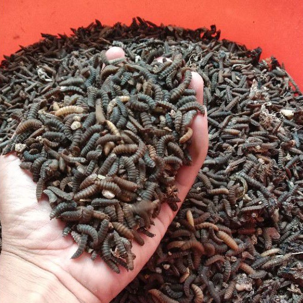 Pupa Prepupa Maggot BSF super indukan lalat maggot BSF 100gr.