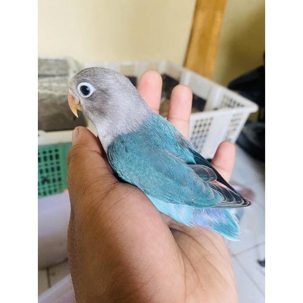 lovebird lolohan cobalt