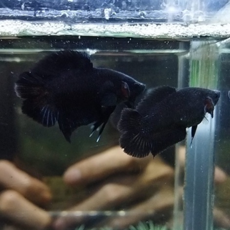 CUPANG PLAKAT DOUBLE TAIL/PKDT BLACK LACE 100% REALPICT (KODE 230301)