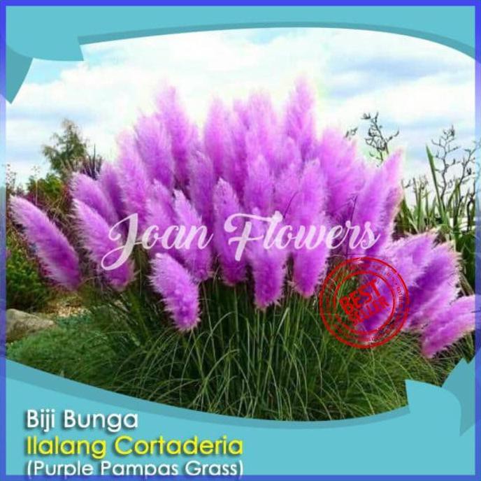 $Diskon Bibit Tanaman Ilalang Cortaderia Purple Pampas Grass Benih Bibit