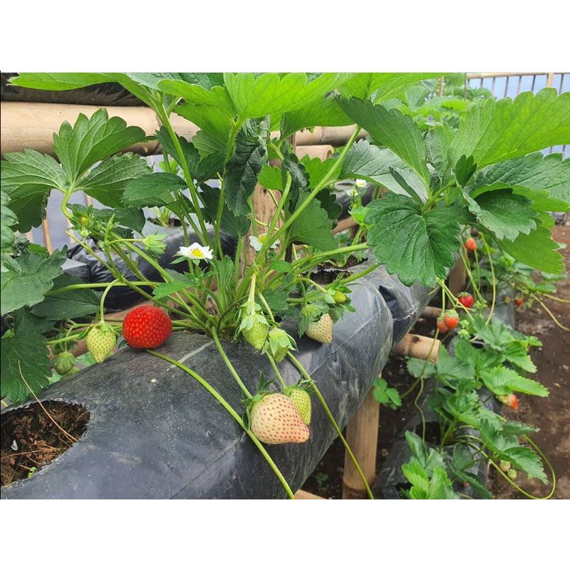 BIBIT STRAWBERRY ICHAN KING BELUM BERBUAH