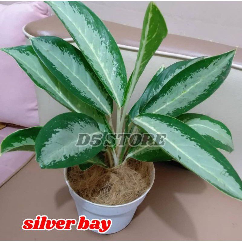 Aglonema murah Tanaman hias aglonema Aglonema paket Bunga aglonema paket murah Anakan aglonema Tanam