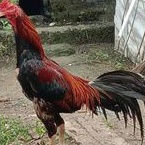 telur ayam Bangkok petarung pukul keras/ko