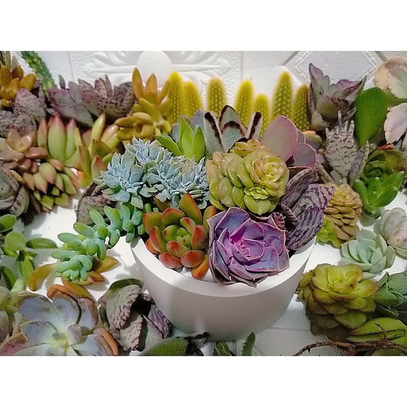 paket murah+pot semen batu