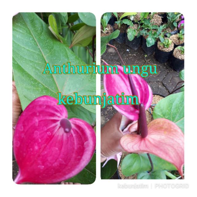 Anthurium ungu mini