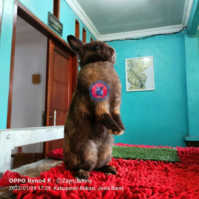 Kelinci Netherland Dwarf ND Betina Dewasa