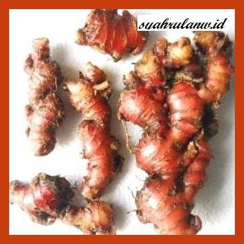 

OBAT-HERBAL- JAHE MERAH SEGAR -HERBALITY.