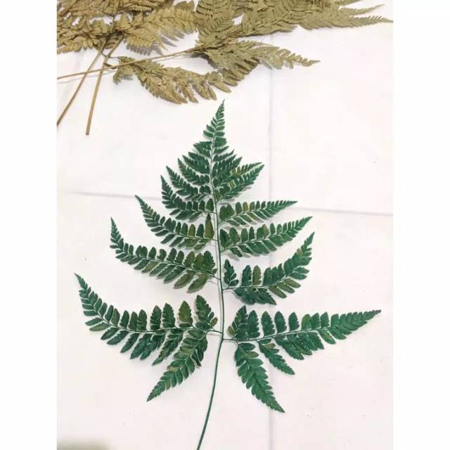Daun Paku Pakis Kering Hijau Replika Hiasan Bahan Mahar Craft Kerajinan Rustic Dried flower Decor