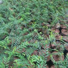 Tanaman hias cendrawasih tanaman hias hidup cendrawasih tanaman bahan bonsai cendrawasih tanaman hias murah cendrawasih-4