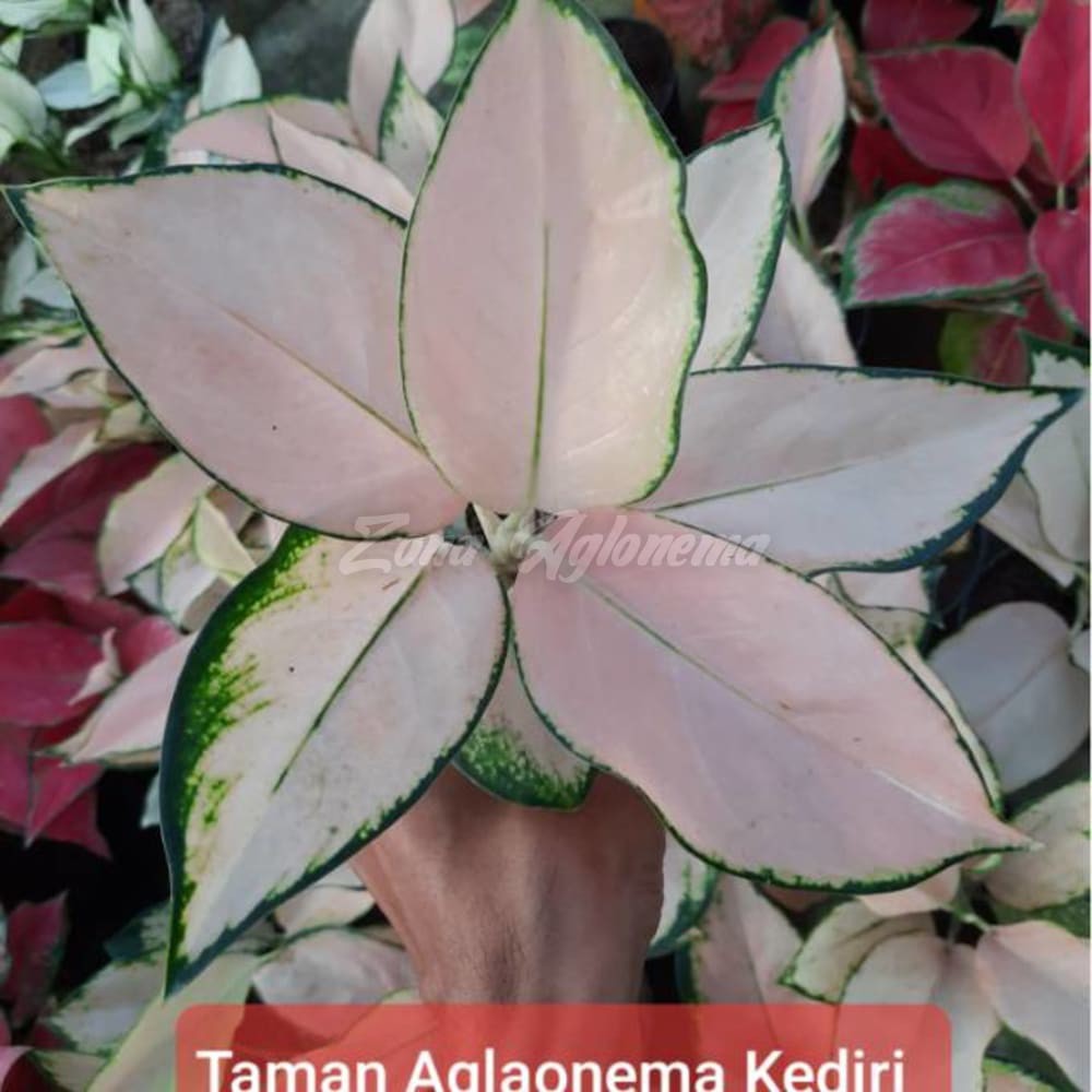 COD AGLAONEMA KOCHIN SUTRA