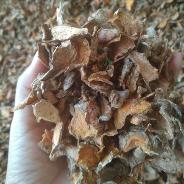 

Kunyit Kering