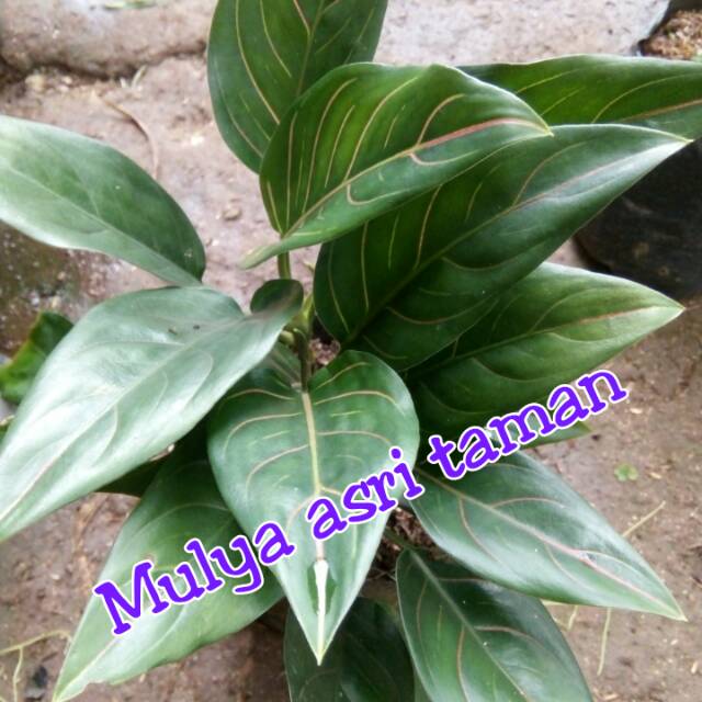 Cantik Gambar Tanaman Hias Aglaonema  Bunga Hias