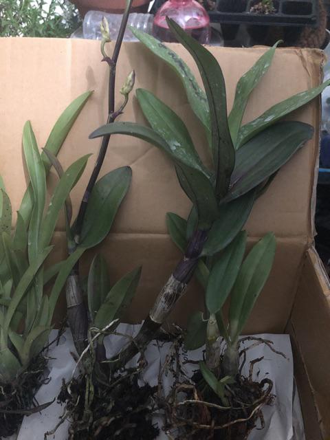 Anggrek Oncidium Saint Anthony Of Egypt fragrant Beauty