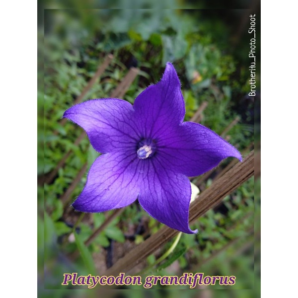 Benih (Biji) Bunga Doraji ~ Bellflower