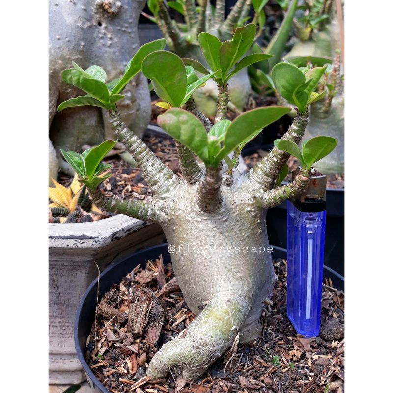 Adenium godji