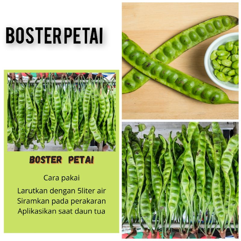 boster petai boster buah boster tanaman hias boster sayuran boster pohon besar boster murah boster t