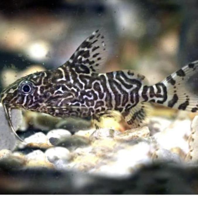 Ikan Hias Air Tawar Sapu Sapu Synodontis Aksesoris Akuarium