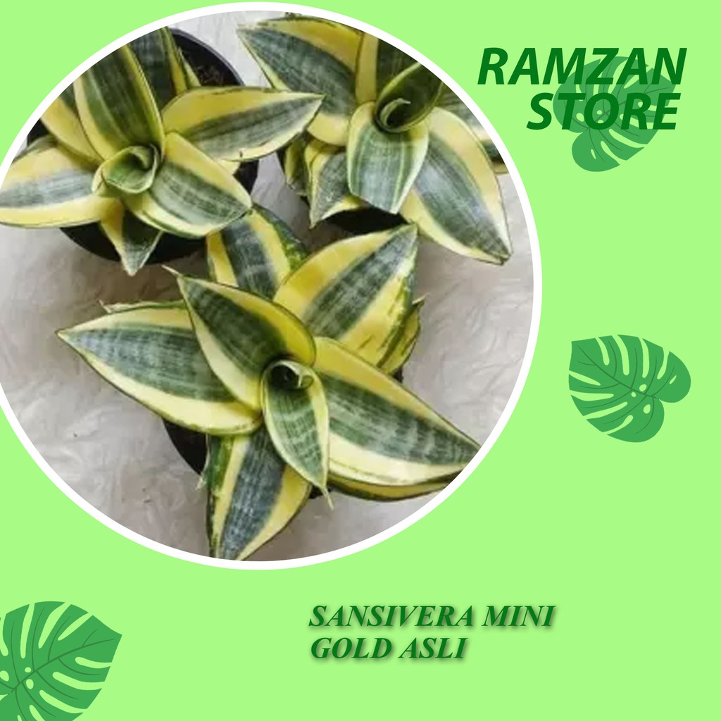 Tanaman hias sansivera mini GOLD ASLI