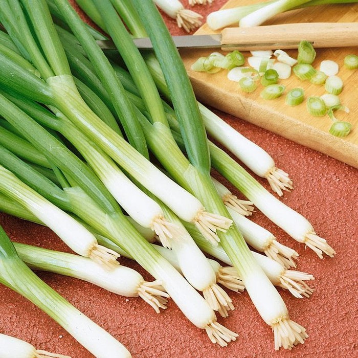 Benih Bibit Biji - Onion (Spring) Evergreen Bunching Seeds - IMPORT