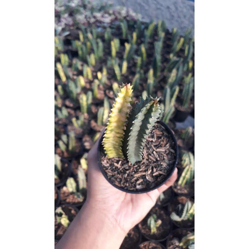 Jual Euphorbia Huernia Variegata Shopee Indonesia